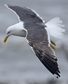 3cy graellsii LBBG in June, ringed in the Netherlands. (135385 bytes)